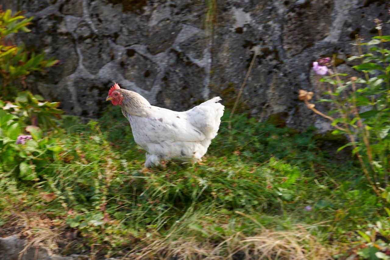 וילינגן The Conscious Farmer Bed And Breakfast Sauerland מראה חיצוני תמונה