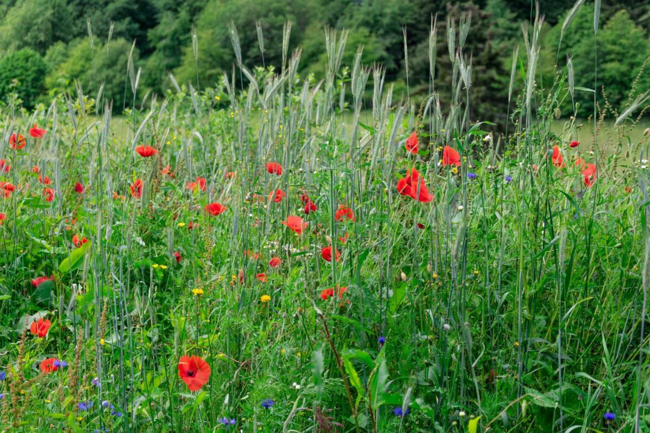 וילינגן The Conscious Farmer Bed And Breakfast Sauerland מראה חיצוני תמונה